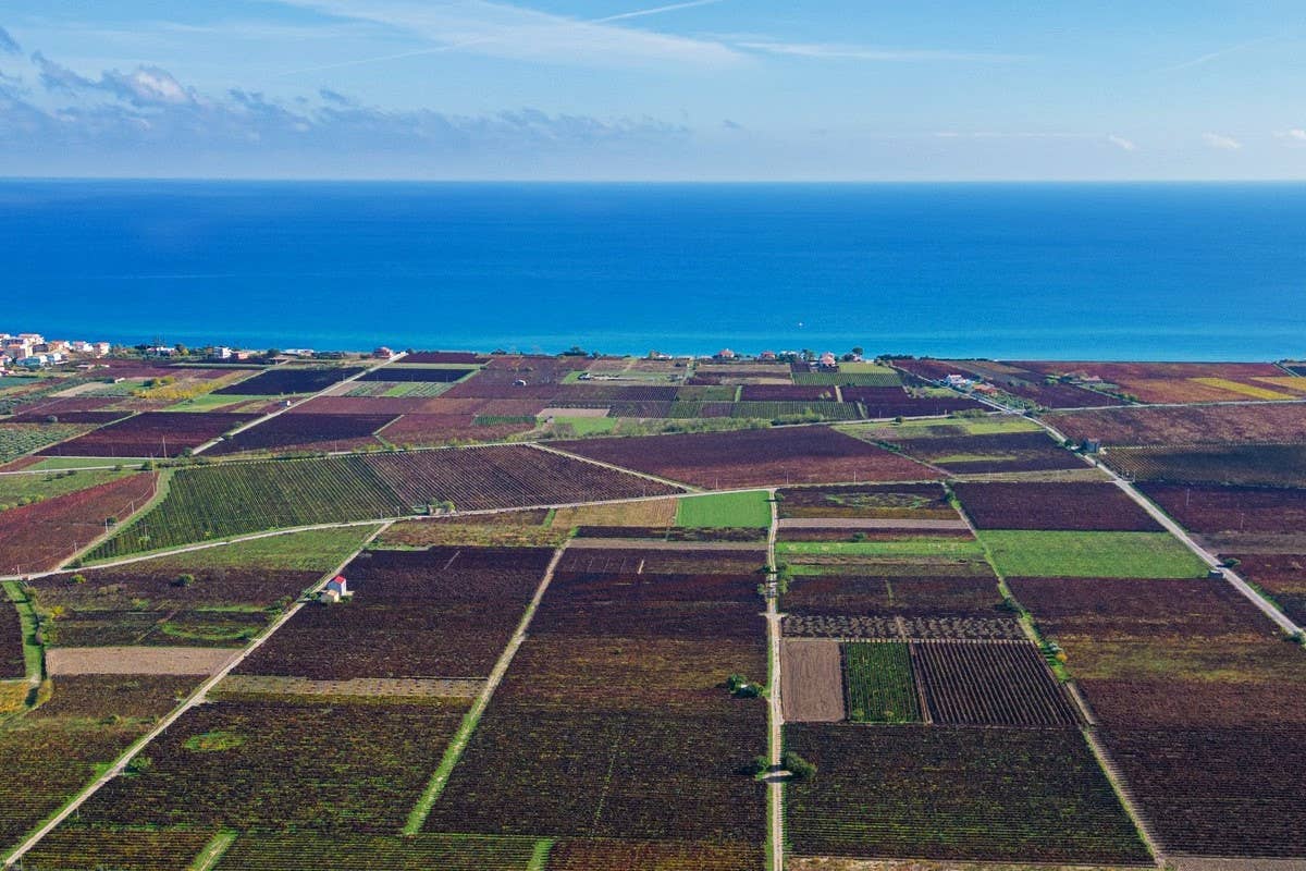 Perché il Cirò Classico Docg sarà un vanto per la Calabria (e per tutta l'Italia)